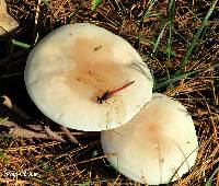 Armillaria mellea image