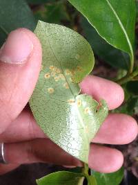 Puccinia coprosmae image