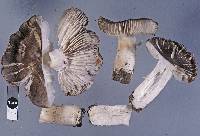 Tricholoma terreum image