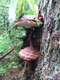 Ganoderma oregonense image