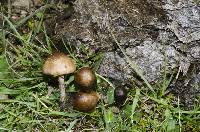 Panaeolus acuminatus image