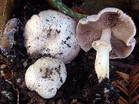 Agaricus xanthodermus image