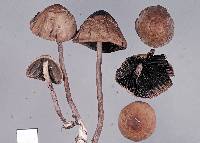 Panaeolus acuminatus image