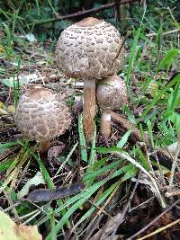 Chlorophyllum rhacodes image