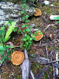 Image of Polyporus scutellatus