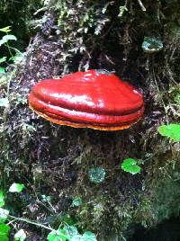 Image of Ganoderma oregonense