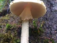 Amanita gemmata image