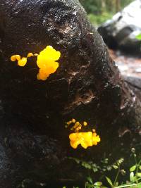 Dacrymyces chrysospermus image