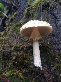 Amanita gemmata image