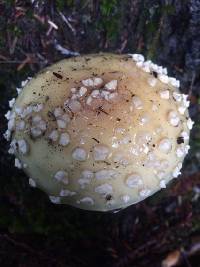 Amanita gemmata image