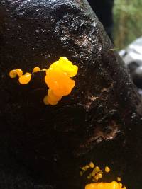 Dacrymyces chrysospermus image