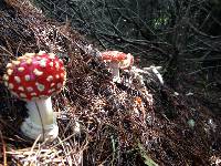 Amanita muscaria image
