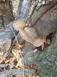 Ganoderma applanatum image