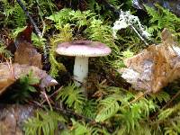 Image of Russula occidentalis