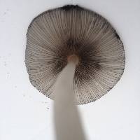 Coprinopsis lagopus image