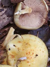 Image of Pholiota limonella