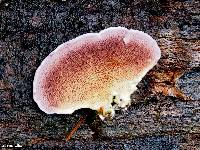 Trichaptum biforme image