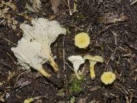 Cantharellus wellingtonensis image