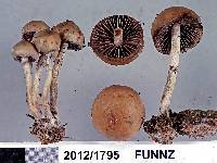 Image of Psilocybe fimetaria