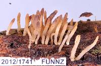 Image of Calocera fusca