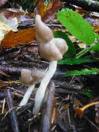 Helvella elastica image