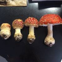 Amanita muscaria image