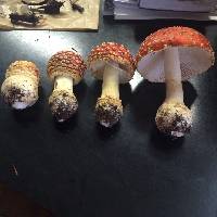 Amanita muscaria image