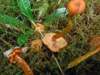 Hygrocybe miniata image