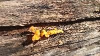 Tremella mesenterica image