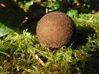 Lycoperdon nigrescens image