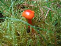 Hygrocybe miniata image