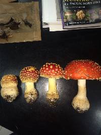 Amanita muscaria image