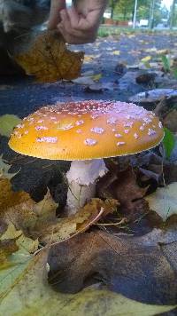 Amanita muscaria image