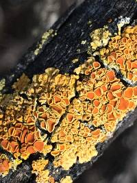 Xanthoria parietina var. parietina image