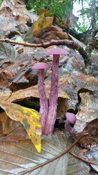 Laccaria amethysteo-occidentalis image