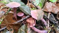 Laccaria amethysteo-occidentalis image