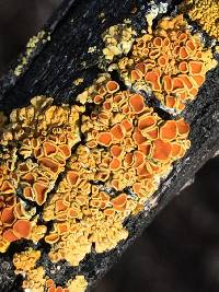 Xanthoria parietina var. parietina image