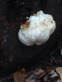 Hericium erinaceus image