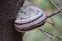 Fomitopsis pinicola image