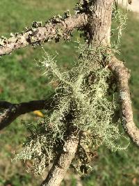 Usnea strigosa image