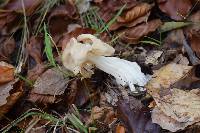 Helvella crispa image