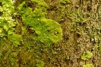 Image of Coenogonium implexum