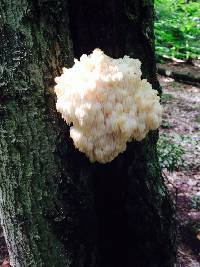 Hericium americanum image