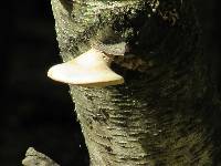 Piptoporus betulinus image