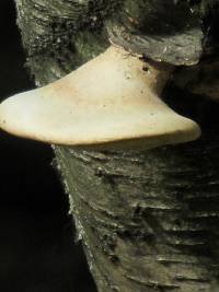 Piptoporus betulinus image