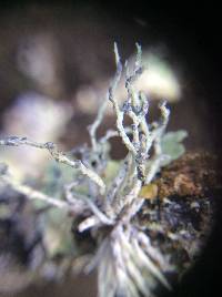 Niebla cephalota image