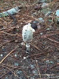 Coprinus comatus image