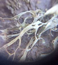 Ramalina menziesii image