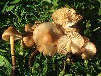 Marasmius oreades image