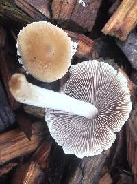 Psathyrella candolleana image